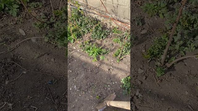 Копаю поросль малины пшехиба на саженцы. Ставропольский край.