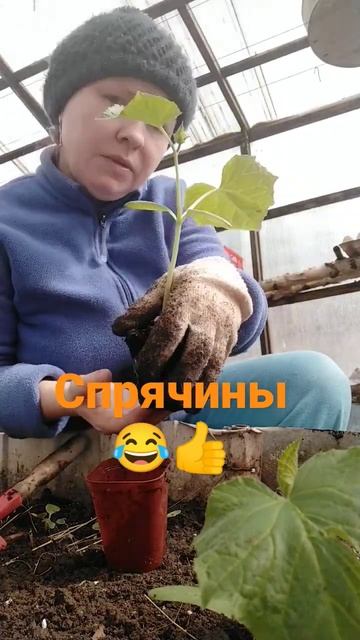 Ура 🤩🥒 огурец в теплице но, это только первая партия☺️ нынче раньше#рассада #огород #дачные #огурцы