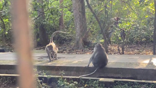 Райский уголок, Бали, рисовые поля и апартаменты, Bali