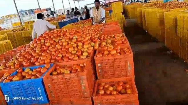 31/05/24 Kalikiri Tomato Market Price Today || Today Tomato Market Rate In Kalikiri #today