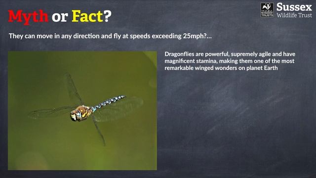 A Beginner's Guide to Dragonflies and Damselflies: Part 1