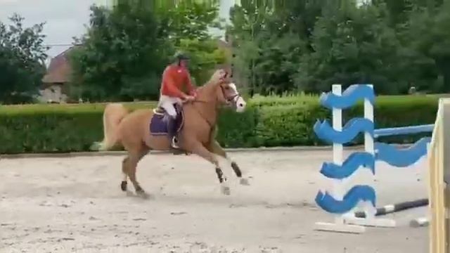 Sold usa 🇺🇸 prospect 🤩 6 yo Vigo x taran de la pomme gelding 🔝🔝🔝