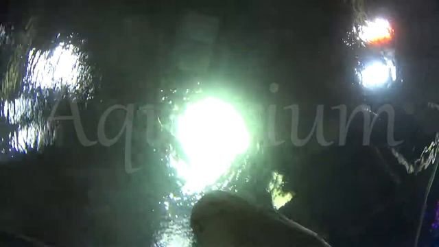 AQUARIUM/SPB/2017/ОКЕАНАРИУМ