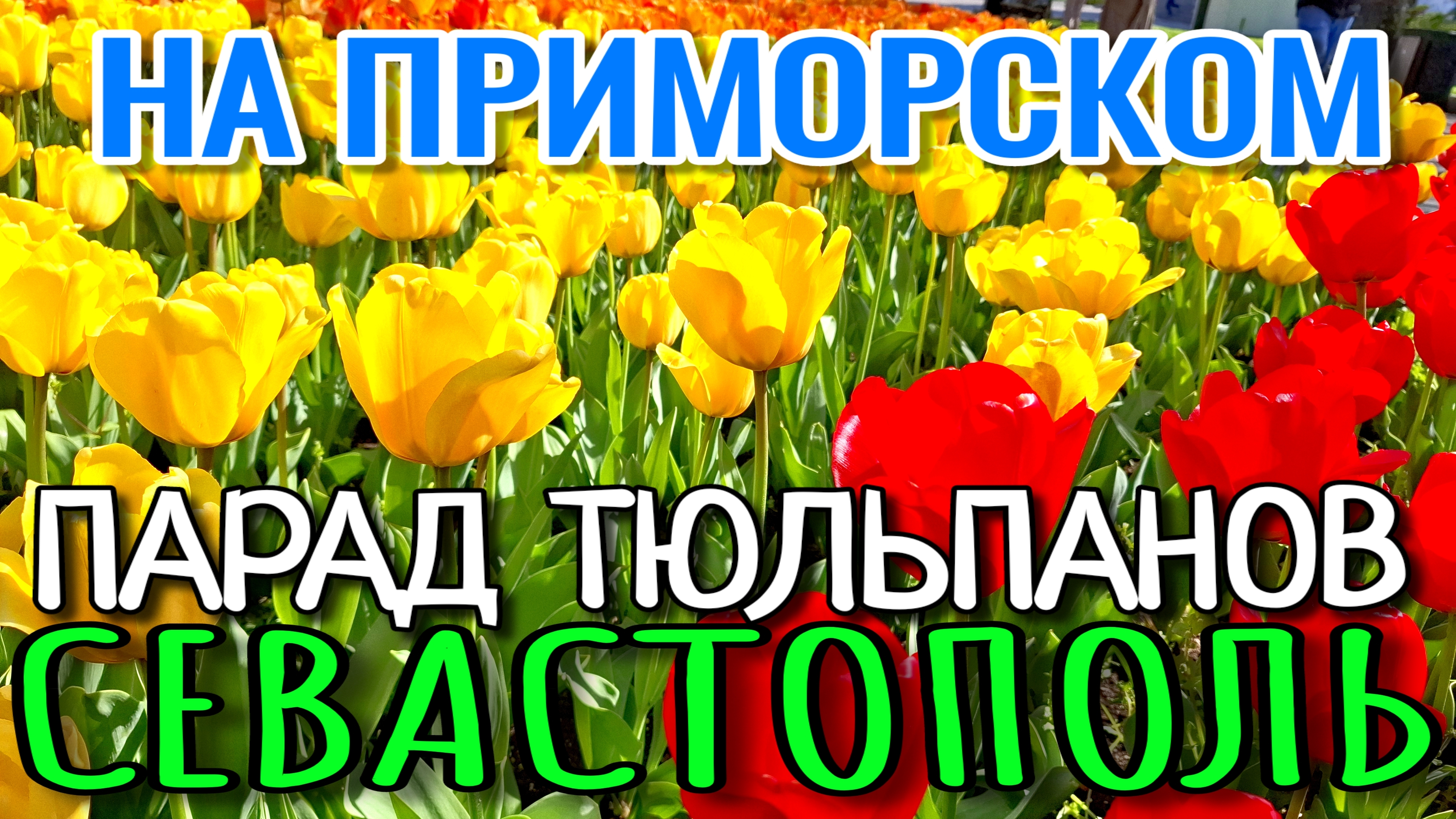 СЕВАСТОПОЛЬ. ПАРАД ТЮЛЬПАНОВ НА ПРИМОРСКОМ БУЛЬВАРЕ. АПРЕЛЬСКИЕ КРАСКИ. #севастополь