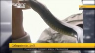 Обережно, змії! ПравдаТУТ Львів