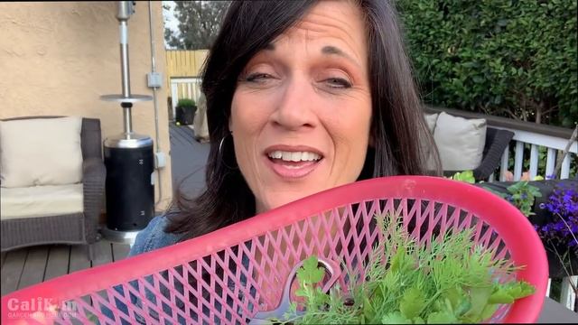 Harvesting Herbs (Dill, Cilantro, Parsley & Chives) & a Lemon (Finally!)  🌿☕️🍋