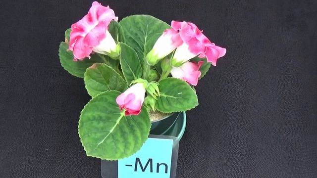 Gloxinia Manganese Deficiency