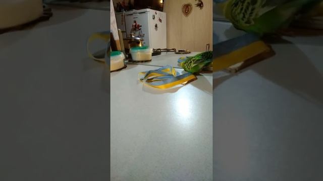 попугай и бубунцы