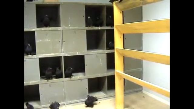 Статные голуби президента клуба "Русские статные" часть 4