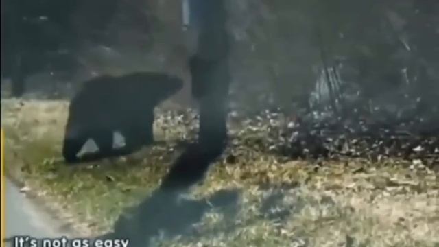 переход через дорогу