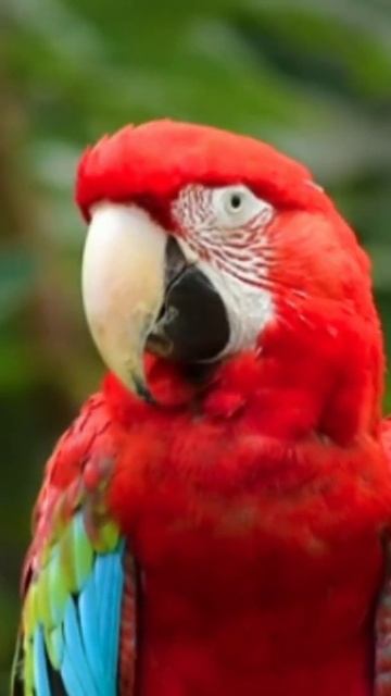 Beutiful Parrot | Red Parrot | Relaxing Natural Sounds | Calming | Healing | #shorts