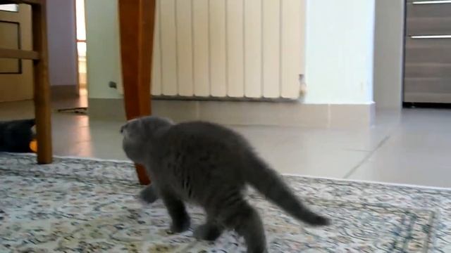 Милые котята обижаются и мстят#SHORTS