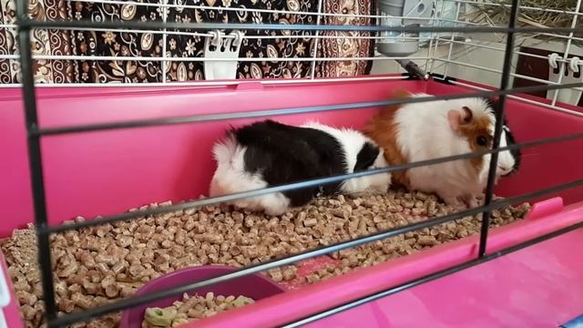 Новые жильцы - хомяки-свинки Амина и Алиса!!! New pets - guinea humsters Amina and Alice!!!