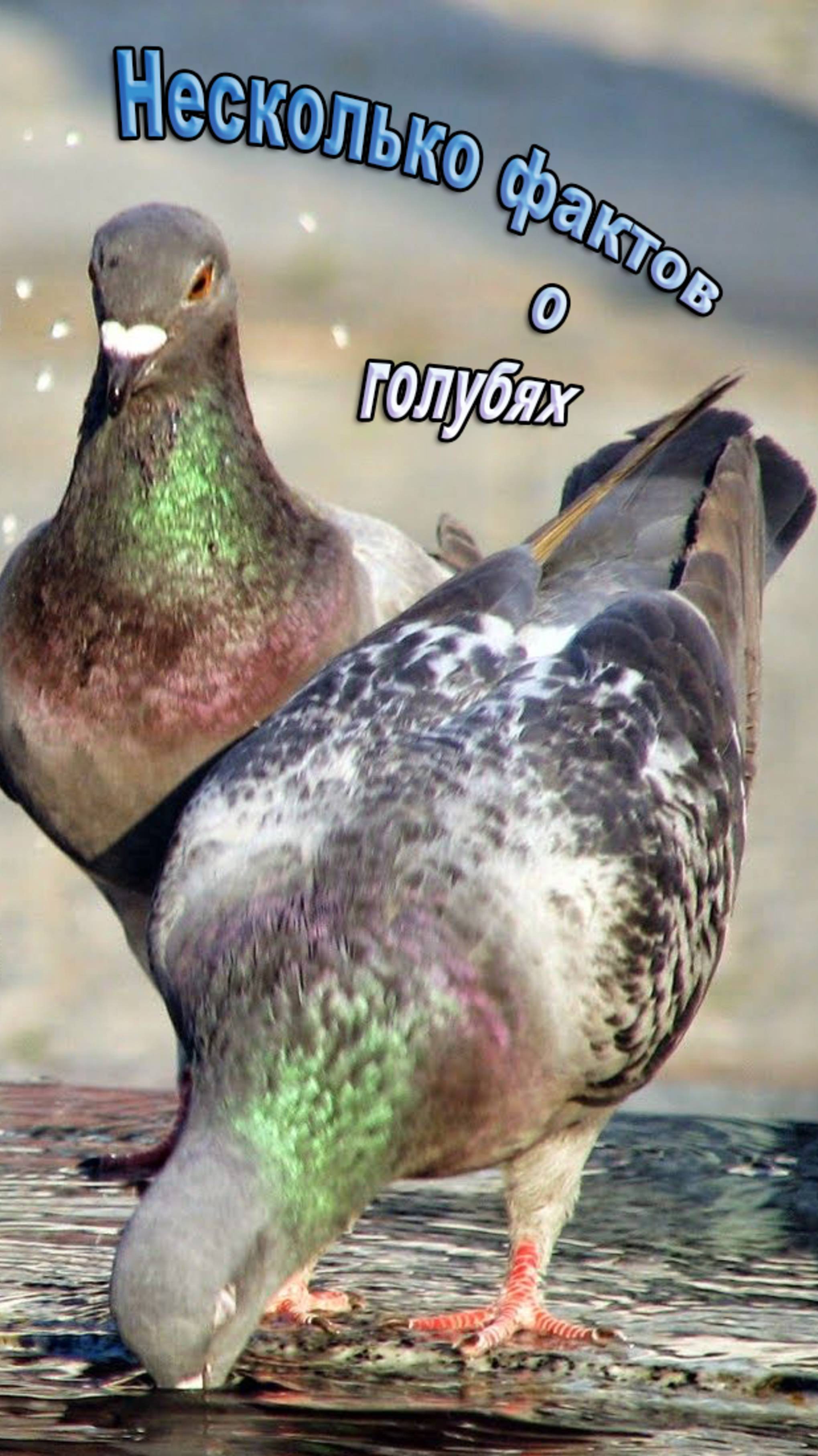 Несколько фактов о голубях
