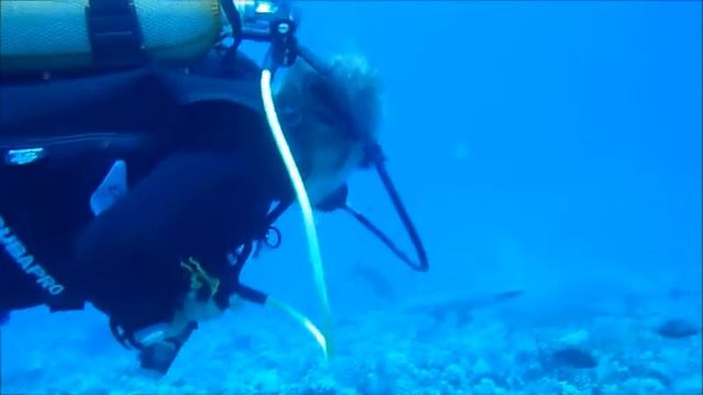 Moorea plongée requins citron, shark smelling&feeding