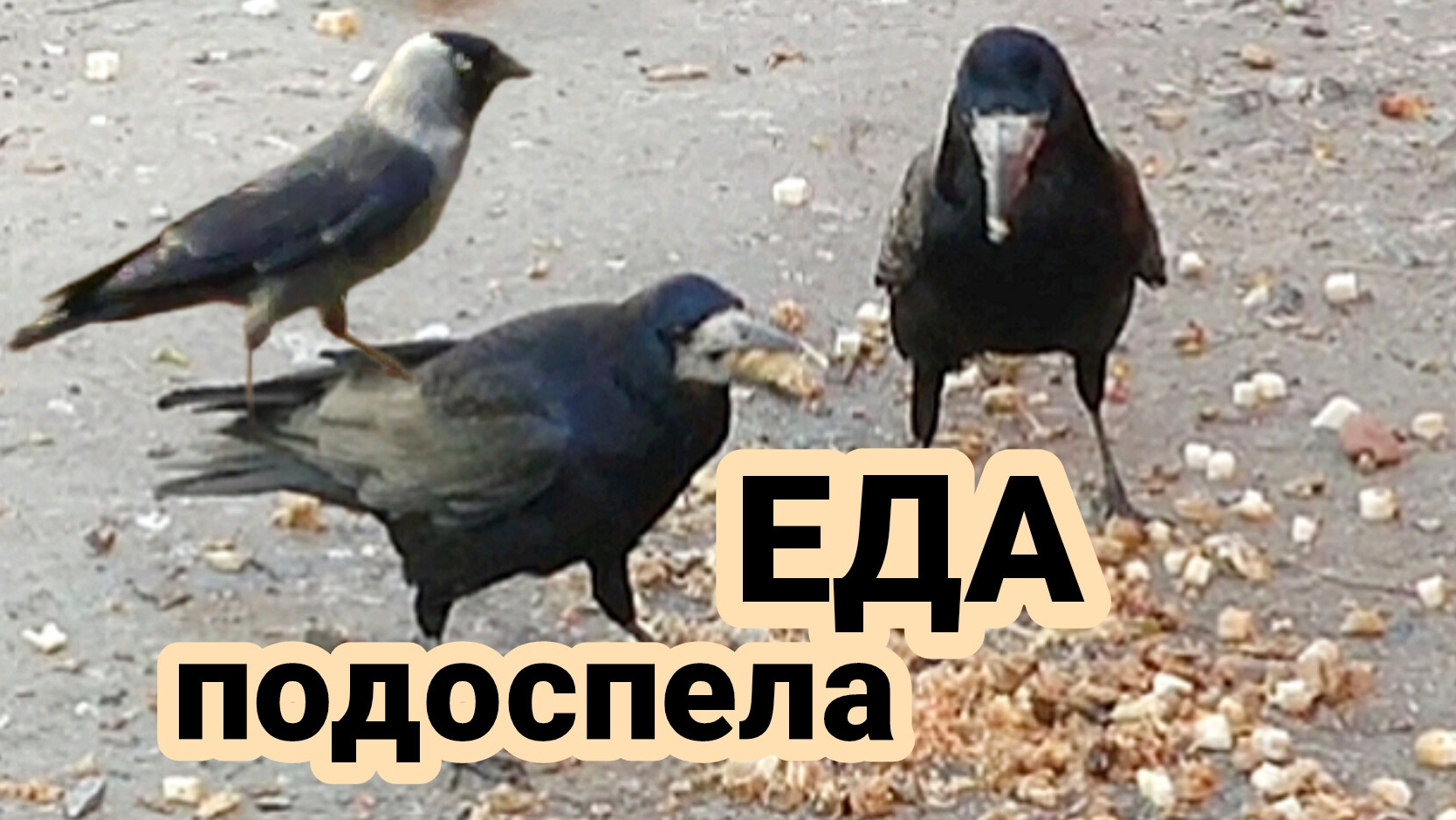 Птица грач и другие персонажи