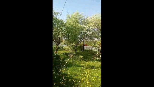 Яблони в цвету