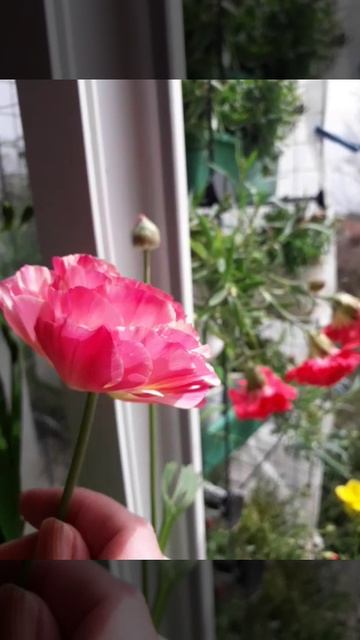 24.04.2025 #ранункулюс #ranunculus
