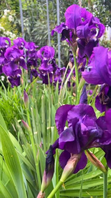 Прекрасные ирисы 🌺