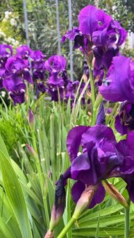 Прекрасные ирисы 🌺