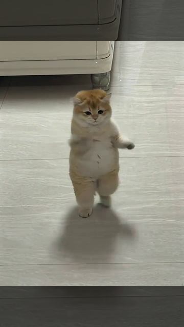 Танцующий кот 2