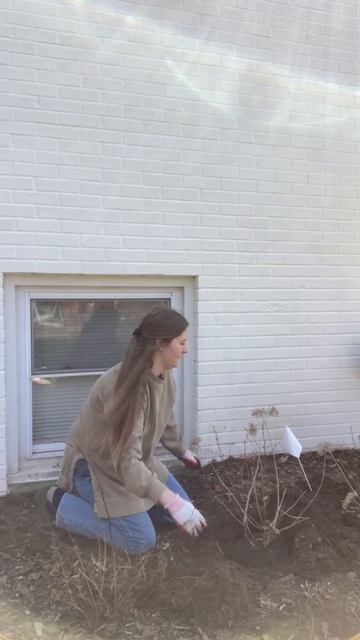 Cleaning Out the Garden This Spring - Transplanting #shorts