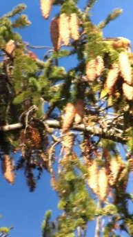 Common Crossbill feeding on Norway Spruce