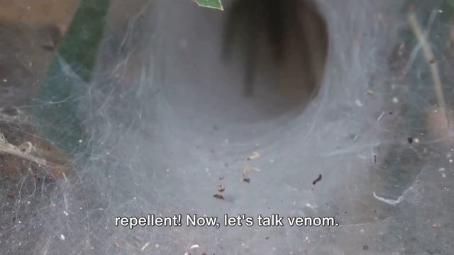 Spiders