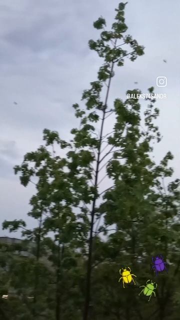Майские жуки и клён 🪲🌺🌳
апрель 25