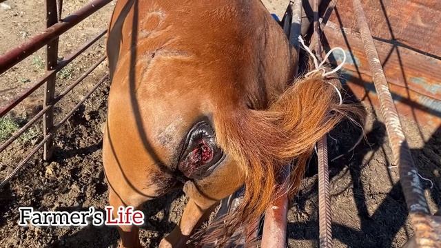 Биенің көтенін құрттан тазалау | Құрттау