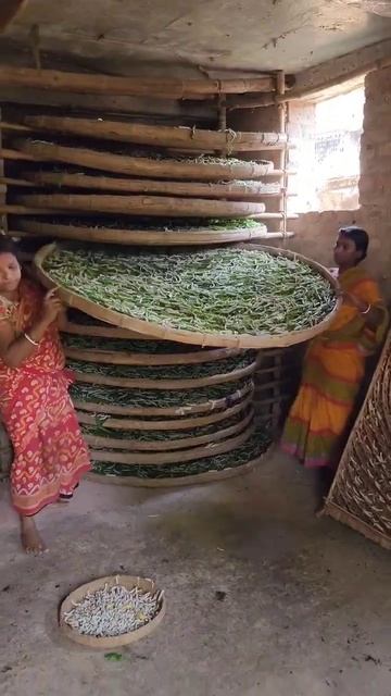 Massive silkworms colture.