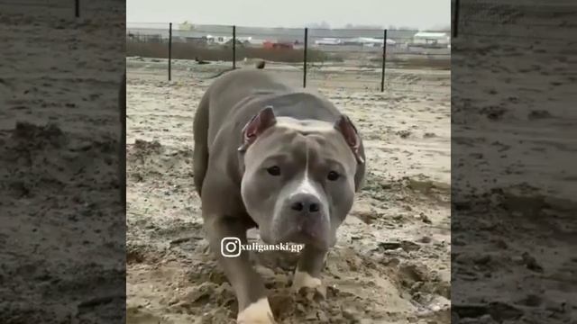 Кайфарик999