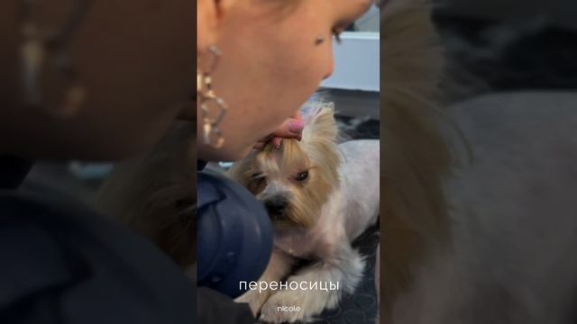 Плетение хвостиков для собак💡