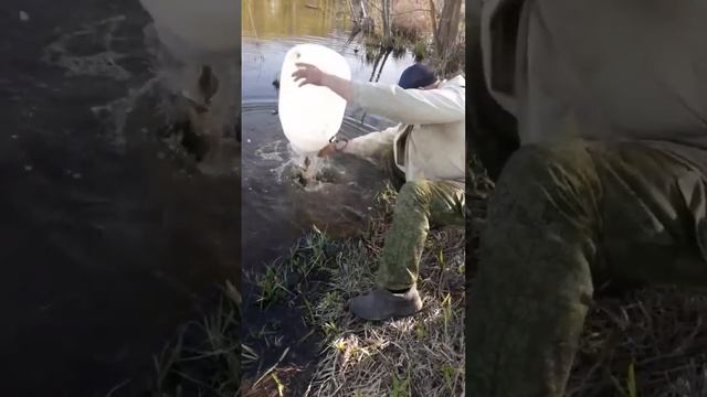 ЗАПУСК МАЛЬКА 40 КГ