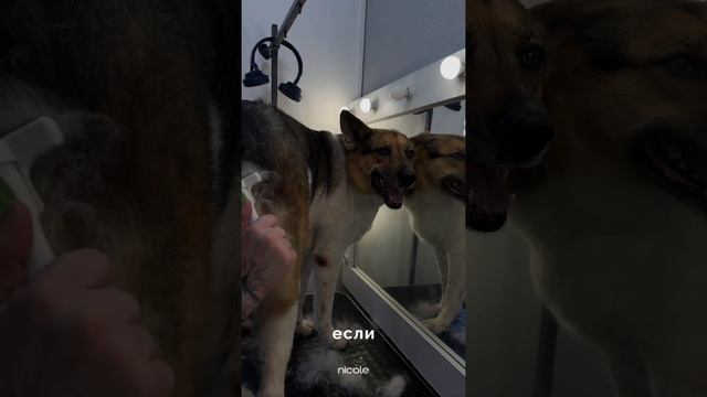 Шерсть по всему дому и даже в тарелках?🥹