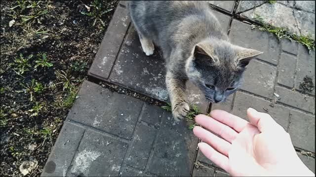 Кошаки вернулись домой! Часть 2