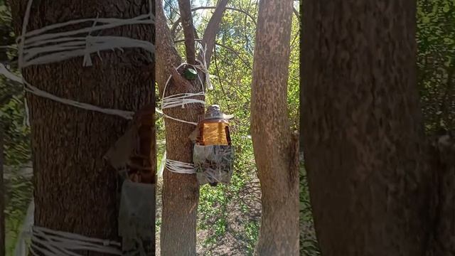24.04.25. прикрепила поилку для белок к стволу дерева