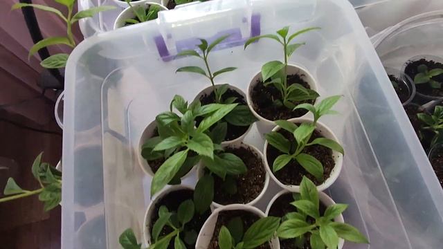 У меня ШОК! Метельчатая гортензия Wim's Red укорененная почкой 18.04.2024 через месяц набрала цвет!