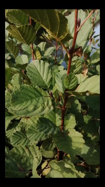 Aulne glutineux (Alnus glutinosa). Colpo, Morbihan.