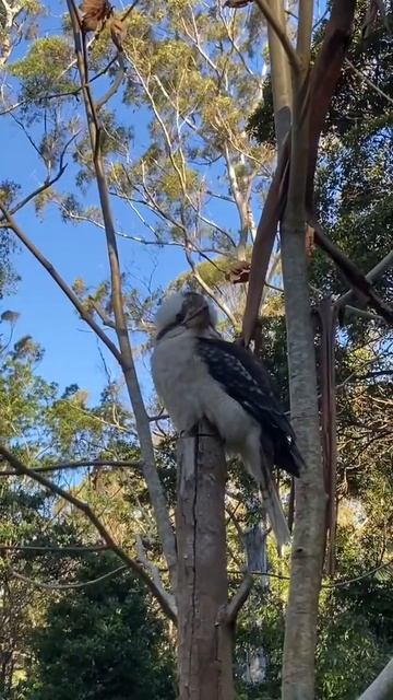 Kookaburra from Mt Tambourine