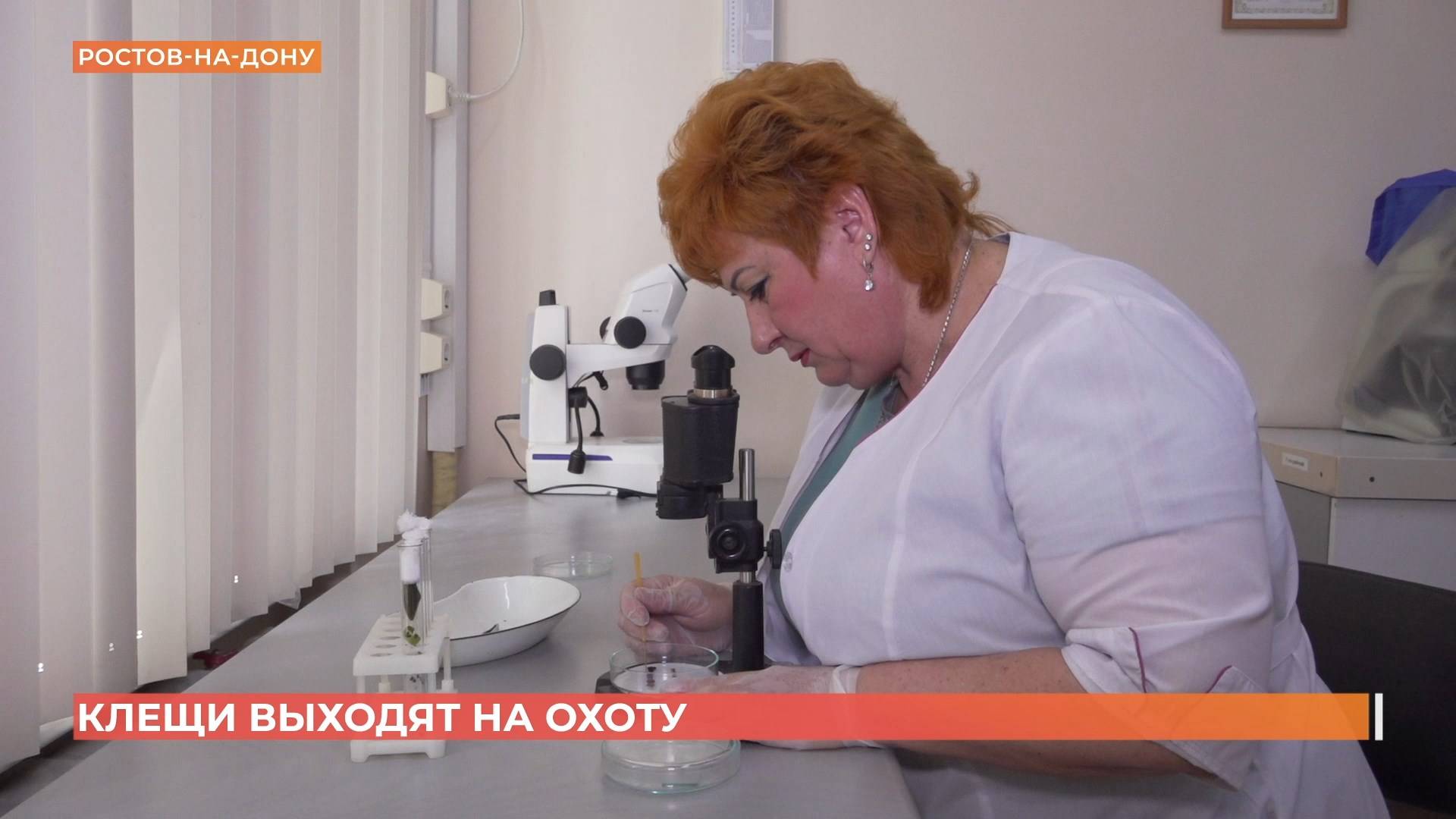 Клещи выходят на охоту: как уберечься от укусов