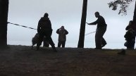 КО Дюна 1,8 мес. (Б. Ижора ноябрь 2013 г.)