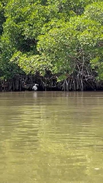 Heron flying by the red mangroves