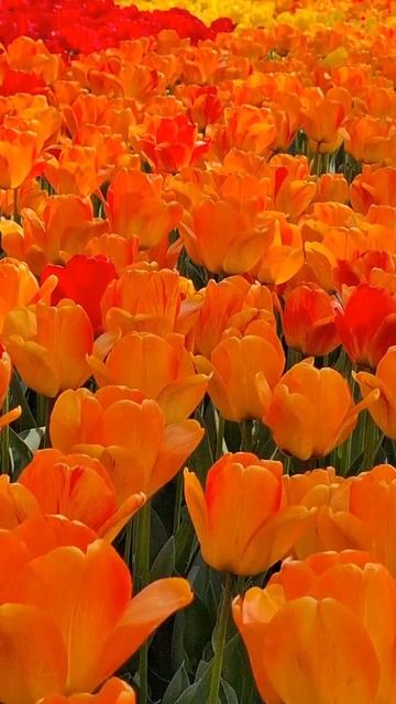 🌷🌷🌷 ТЮЛЬПАНЫ НА БУЛЬВАРЕ СЕВАСТОПОЛЯ. #севастополь #тюльпаны