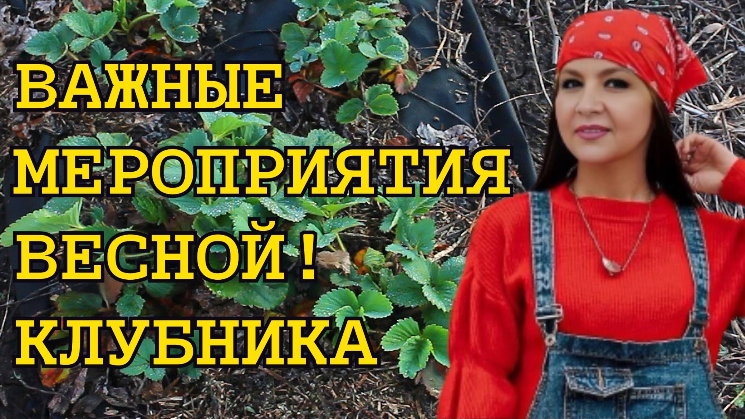 💨✅ «Готовим клубнику к новому сезону правильно»