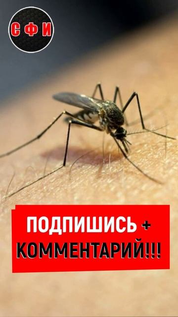 На Москву надвигается нашествие комаров