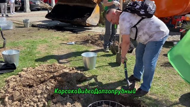 Кедровые сосны посадиои на площади Собина в Долгоппрудном,20 апреля 2025года