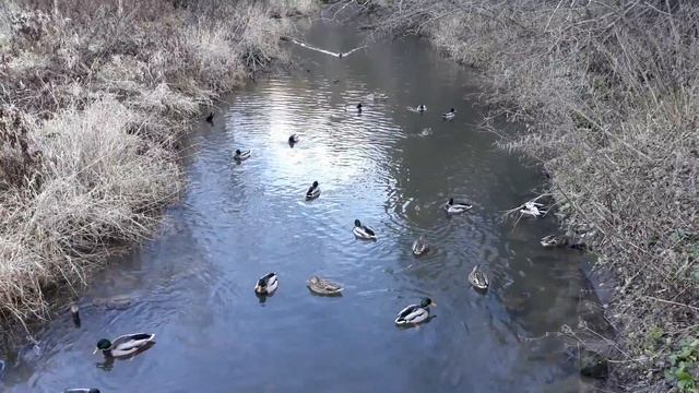 Утки