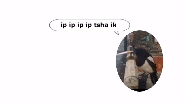 turi ip ip ip