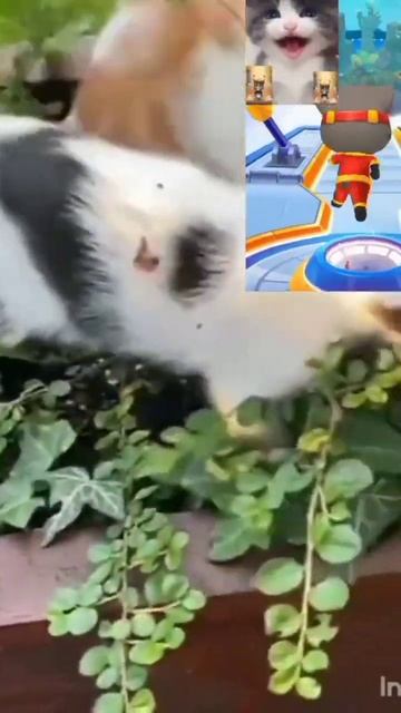 cat full video max video 10 carat full video care toll s cat tremendous caret #cat #shoet #youtube